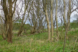 Ehemaliger Standort Gutshaus Poissow; Foto: Uwe Hückstedt Ehemaliger Standort Gutshaus Poissow; Foto: Uwe Hückstedt