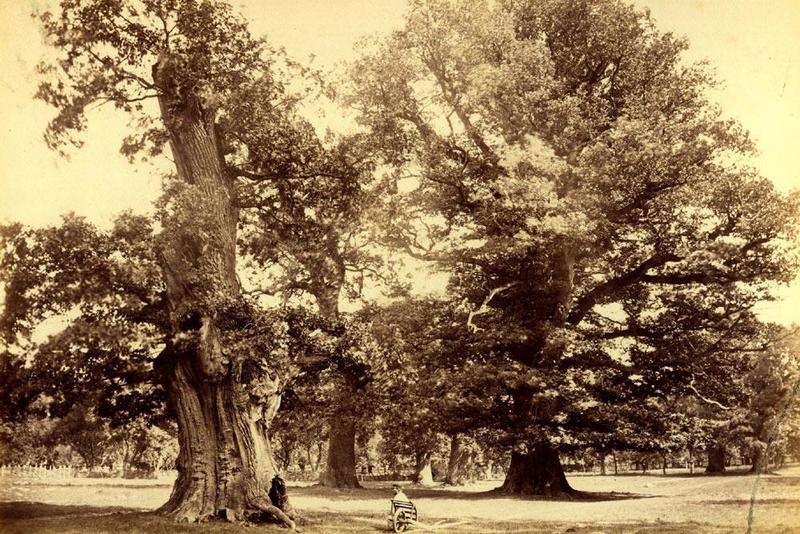 Parks & Gärten / Ivenack