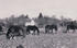 Pferdekoppel, im Hintergrund das Gutshaus Grischow, 1932