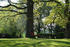 Bäume im Park Klein Strömkendorf